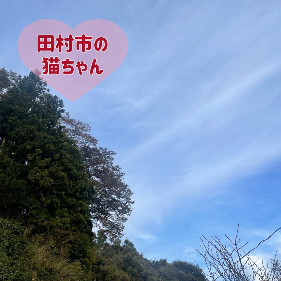 ペット訪問火葬 一縁(いちえん) | 福島市・葬儀・出張・供養