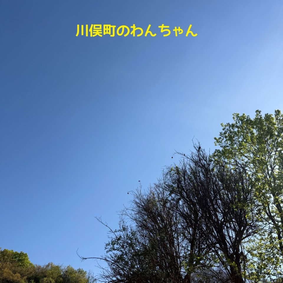 福島ペット訪問火葬 一縁(いちえん) | 葬儀・出張・供養