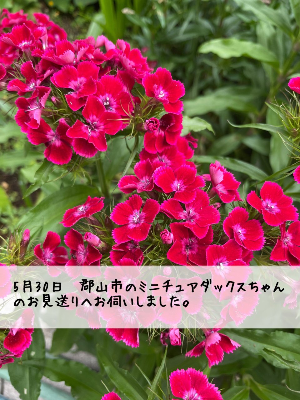 ペット訪問火葬 一縁(いちえん) | 福島市・葬儀・出張・供養