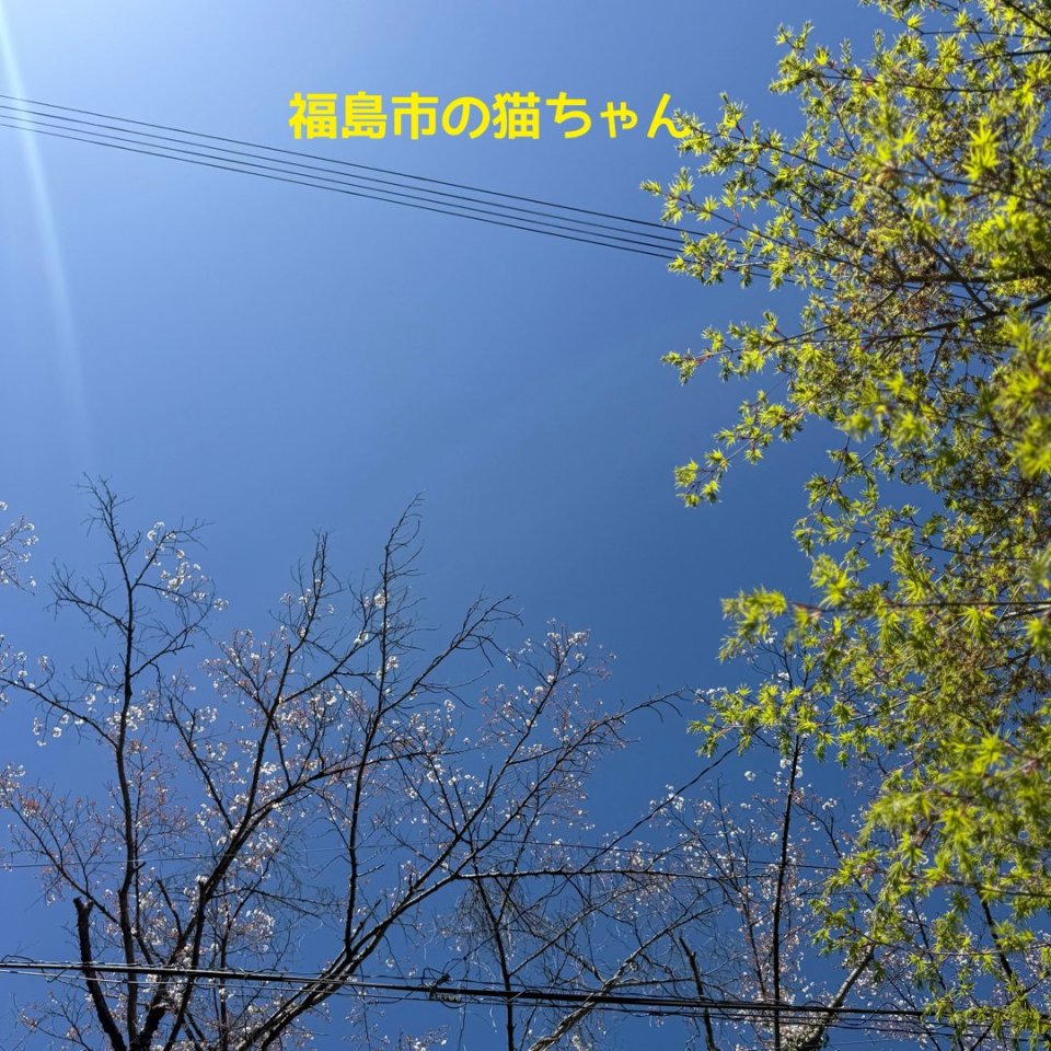 福島ペット訪問火葬 一縁(いちえん) | 葬儀・出張・供養