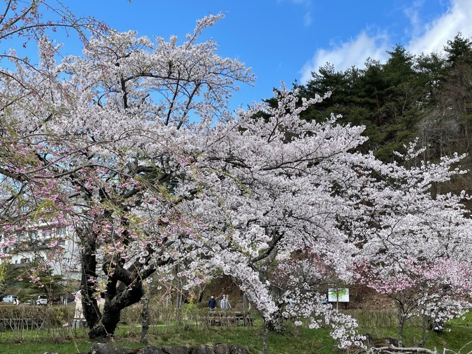 お花見速報|福島市・伊達郡・伊達市・二本松市・花見