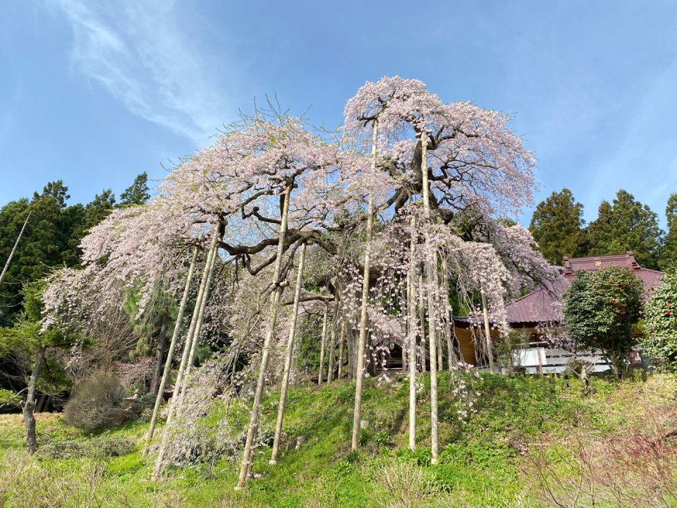 お花見速報|福島市・伊達郡・伊達市・二本松市・花見