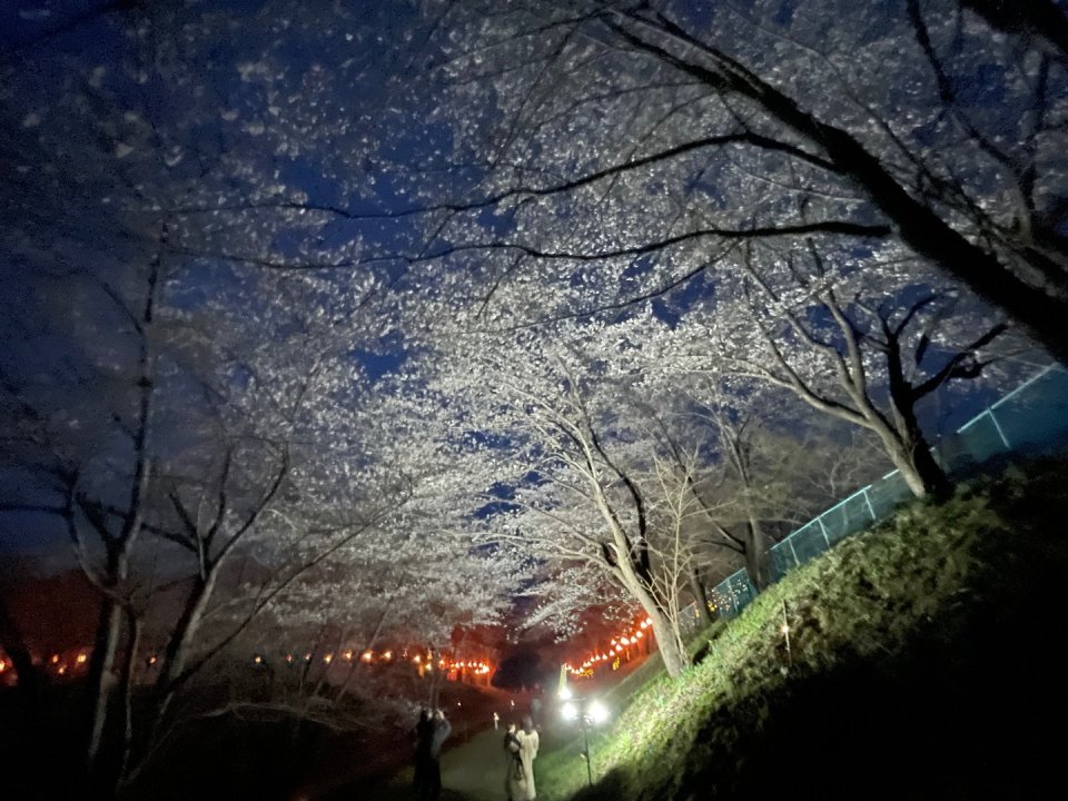 お花見速報|福島市・伊達郡・伊達市・二本松市・花見