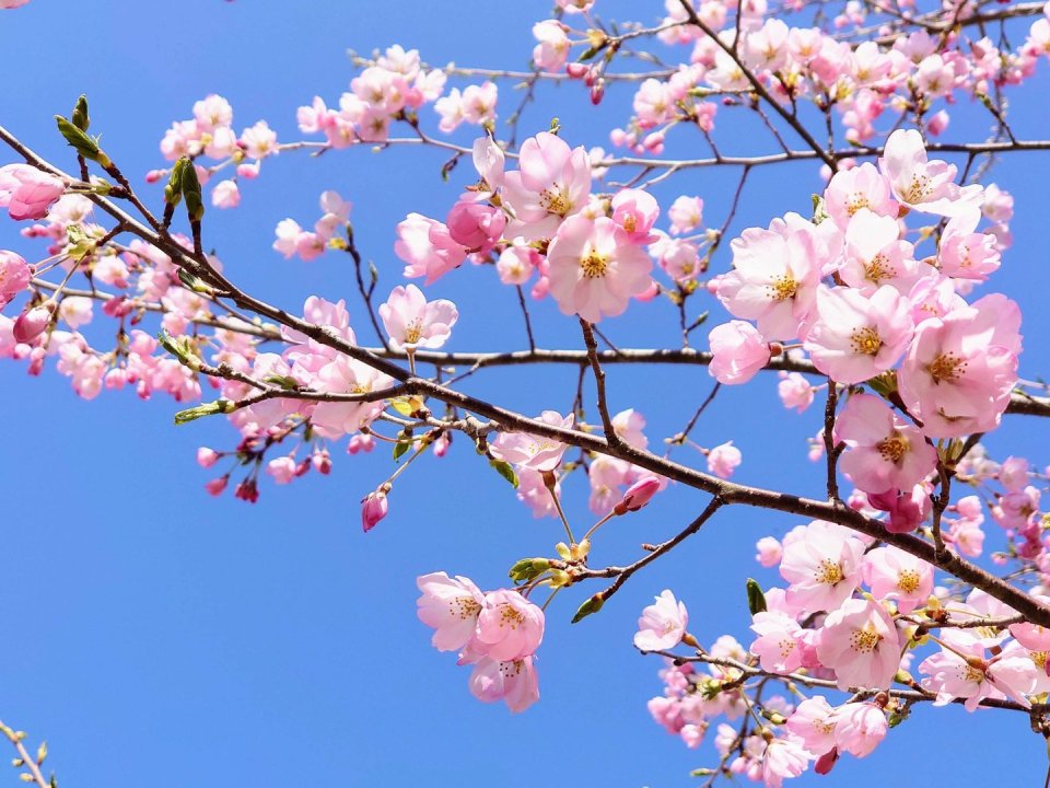 お花見速報|福島市・伊達郡・伊達市・二本松市・花見