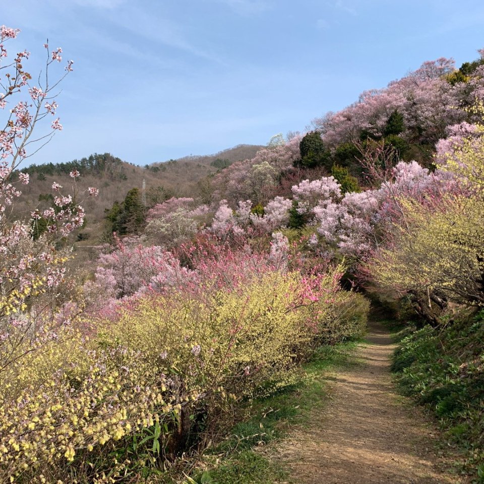 お花見速報|福島市・伊達郡・伊達市・二本松市・花見