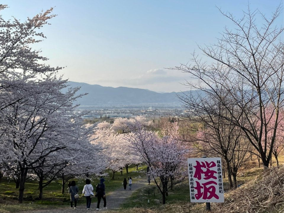 お花見速報|福島市・伊達郡・伊達市・二本松市・花見