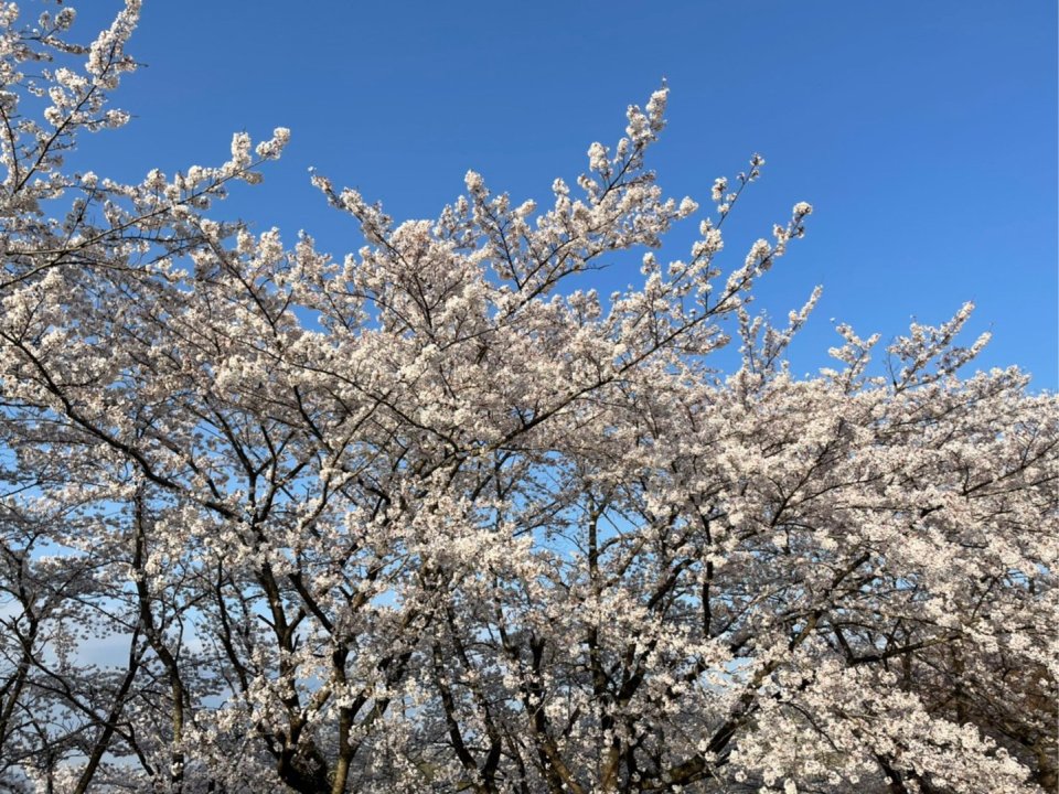 お花見速報|福島市・伊達郡・伊達市・二本松市・花見