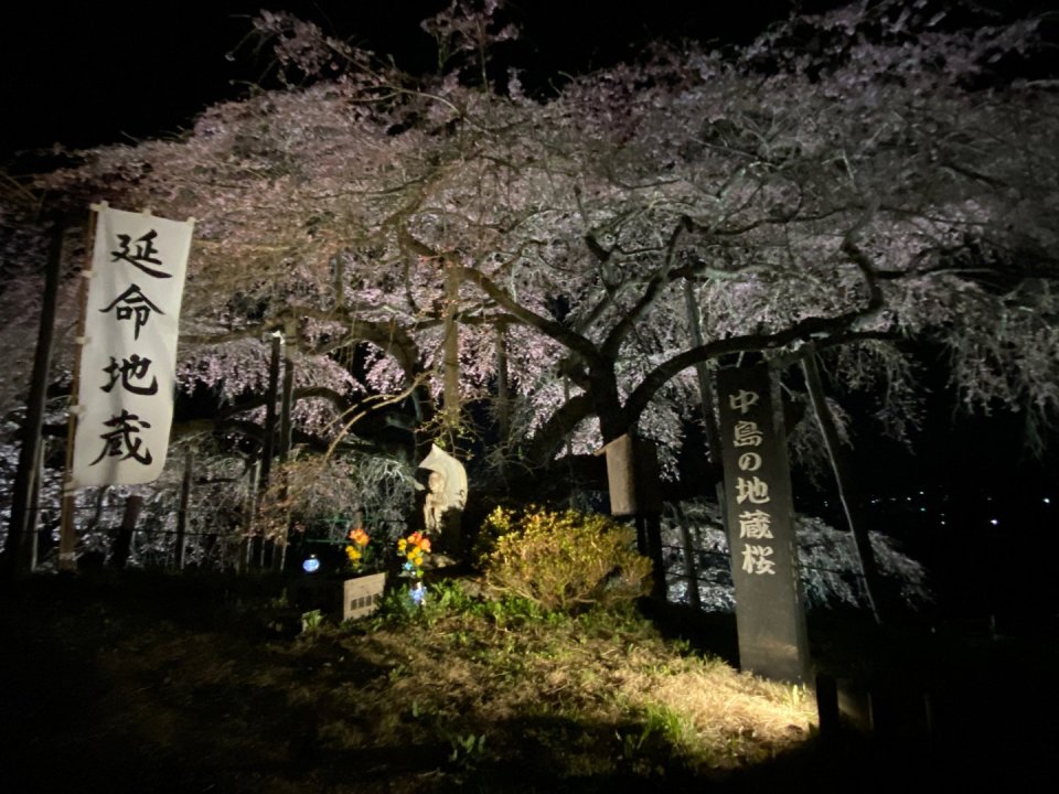 お花見速報|福島市・伊達郡・伊達市・二本松市・花見