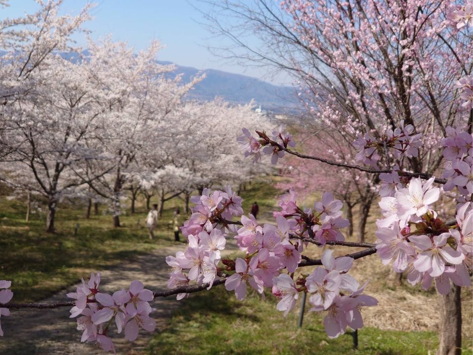 お花見速報|福島市・伊達郡・伊達市・二本松市・花見
