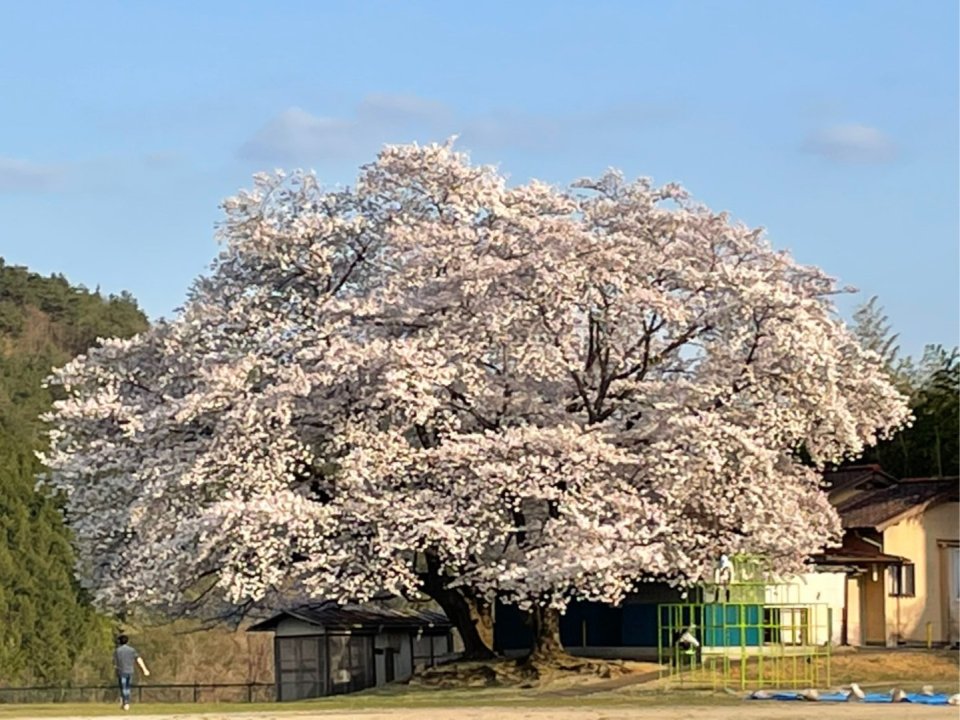 お花見速報|福島市・伊達郡・伊達市・二本松市・花見