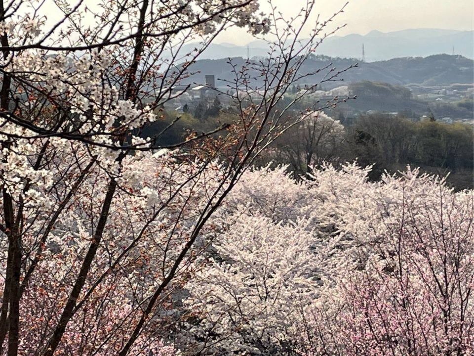 お花見速報|福島市・伊達郡・伊達市・二本松市・花見