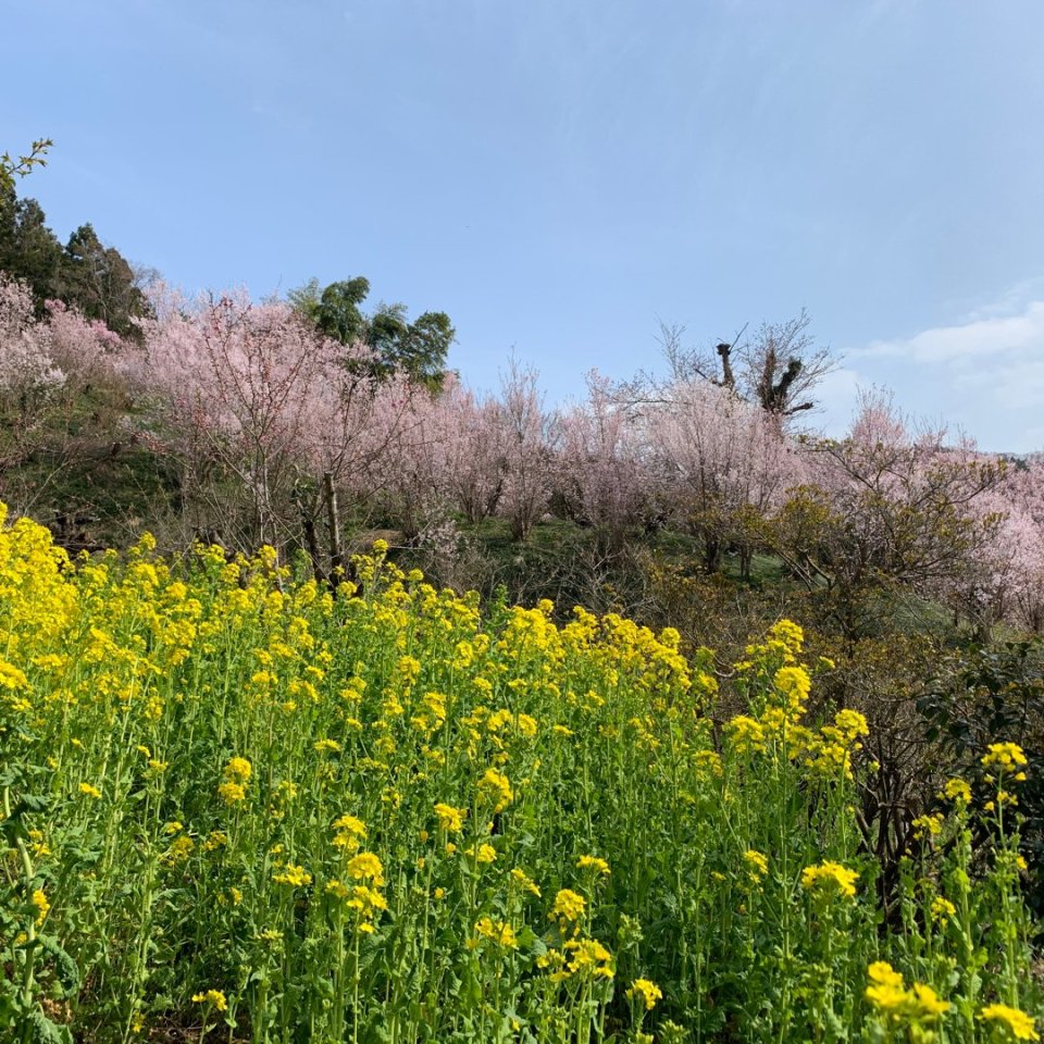 お花見速報|福島市・伊達郡・伊達市・二本松市・花見