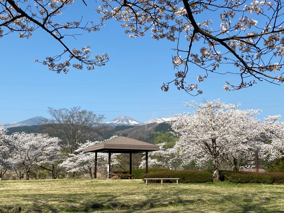 お花見速報|福島市・伊達郡・伊達市・二本松市・花見