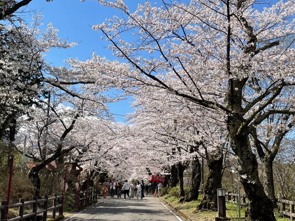 お花見速報|福島市・伊達郡・伊達市・二本松市・花見