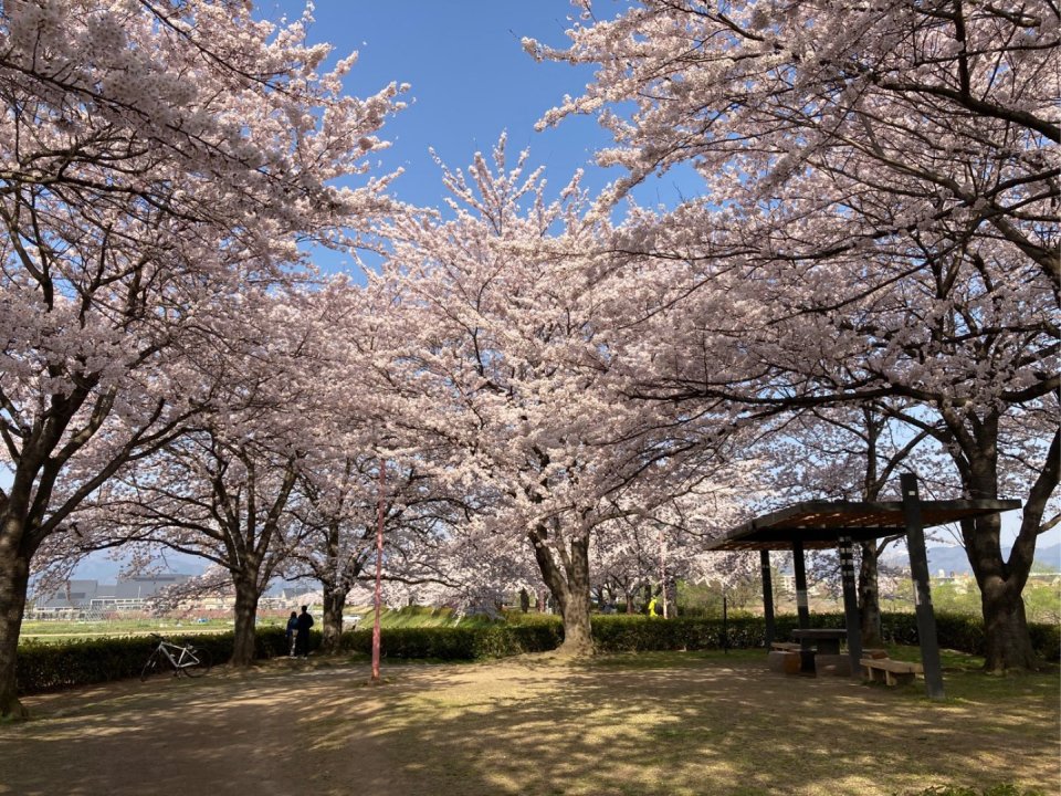 お花見速報|福島市・伊達郡・伊達市・二本松市・花見