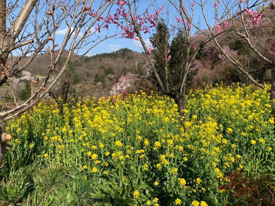 お花見速報|福島市・伊達郡・伊達市・二本松市・花見