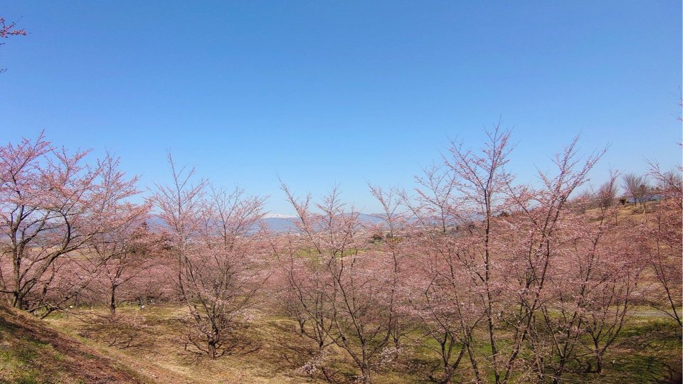お花見速報|福島市・伊達郡・伊達市・二本松市・花見