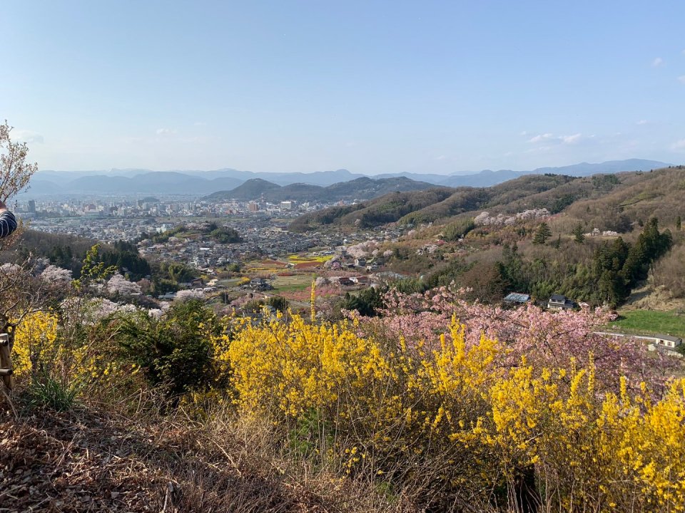 お花見速報|福島市・伊達郡・伊達市・二本松市・花見
