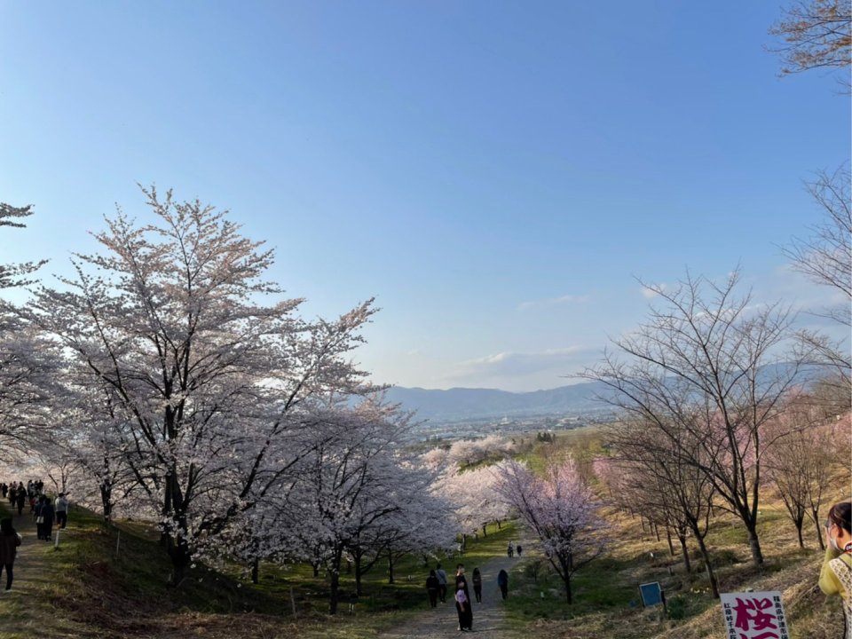 お花見速報|福島市・伊達郡・伊達市・二本松市・花見