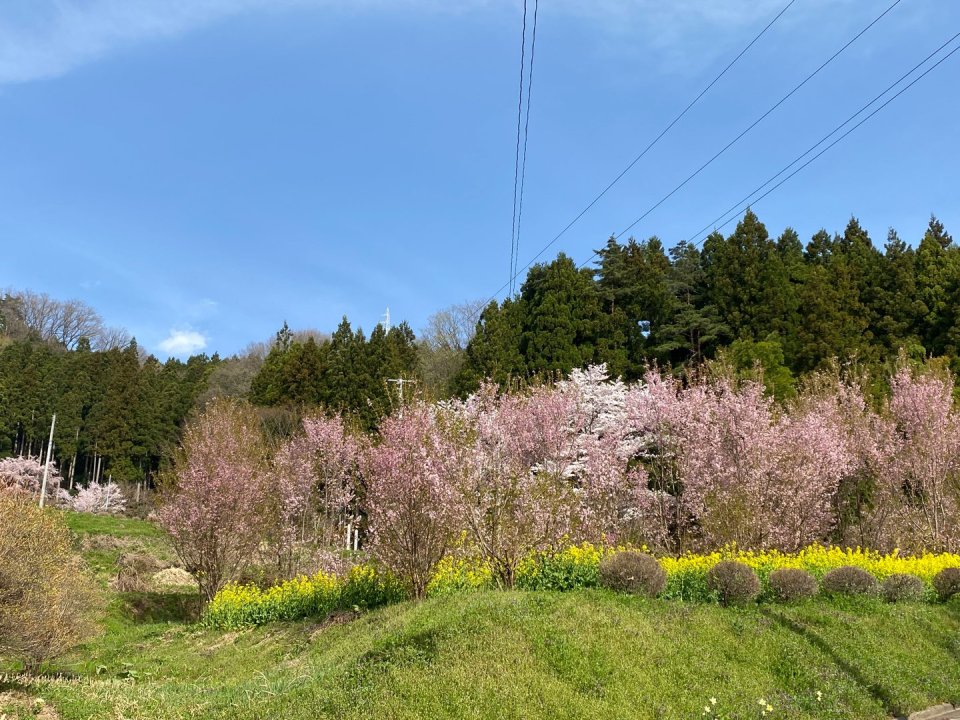 お花見速報|福島市・伊達郡・伊達市・二本松市・花見