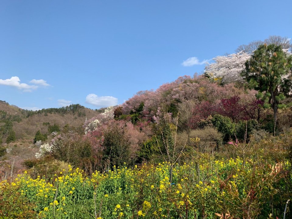お花見速報|福島市・伊達郡・伊達市・二本松市・花見