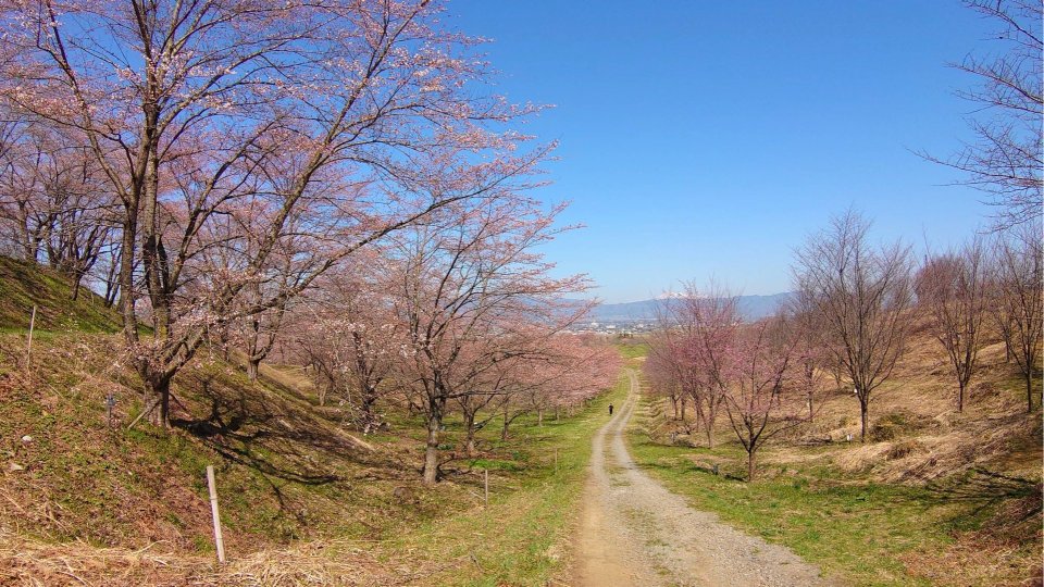 お花見速報|福島市・伊達郡・伊達市・二本松市・花見