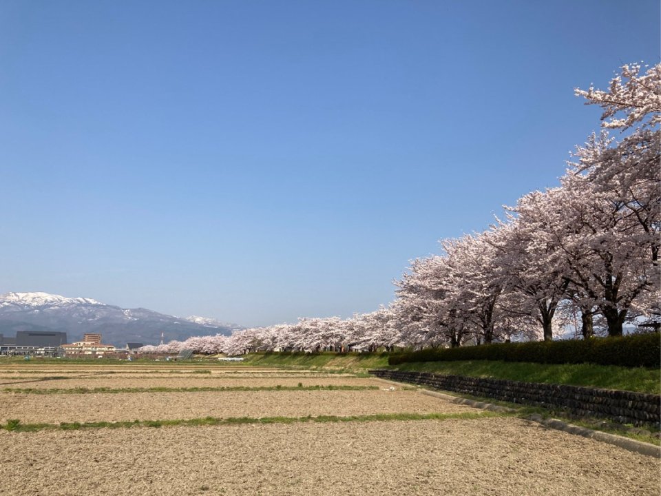 お花見速報|福島市・伊達郡・伊達市・二本松市・花見