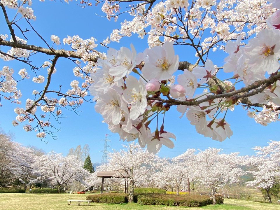 お花見速報|福島市・伊達郡・伊達市・二本松市・花見