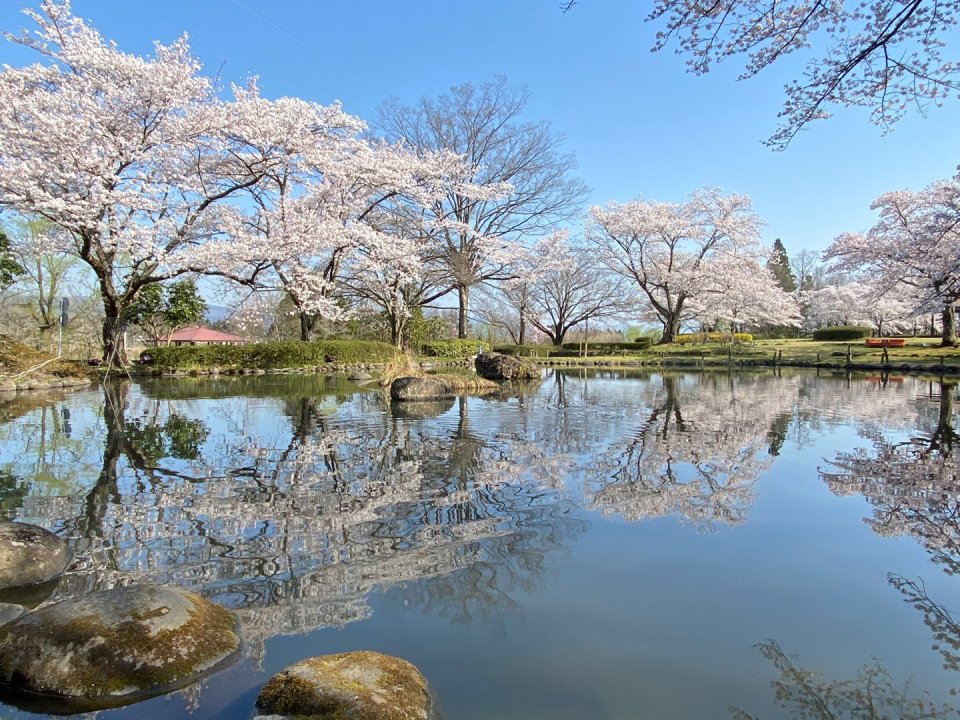お花見速報|福島市・伊達郡・伊達市・二本松市・花見