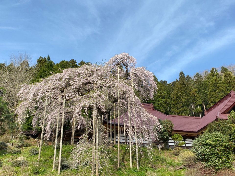 お花見速報|福島市・伊達郡・伊達市・二本松市・花見