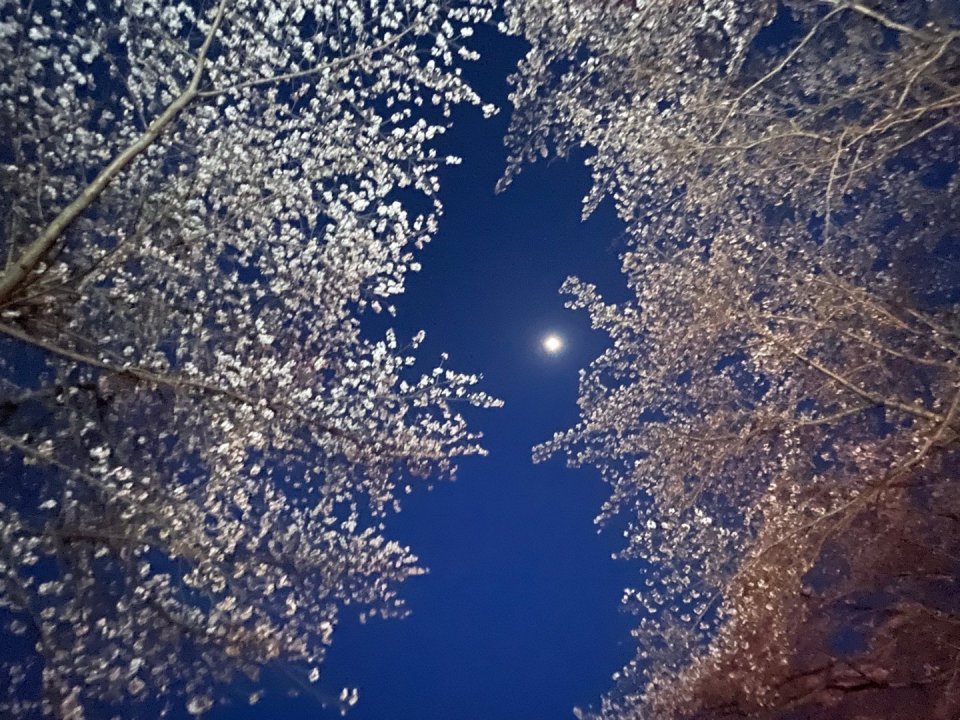 お花見速報|福島市・伊達郡・伊達市・二本松市・花見