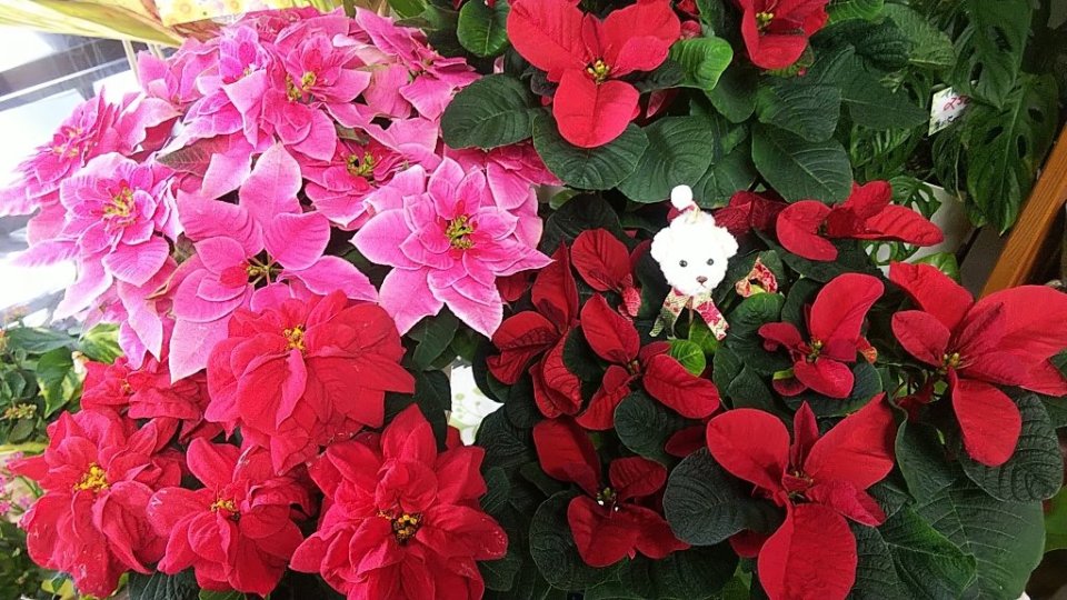 https://www.gurutto-fukushima.com/db_img/cl_img/283/news/images/app_vZFceb_202211301019.jpg