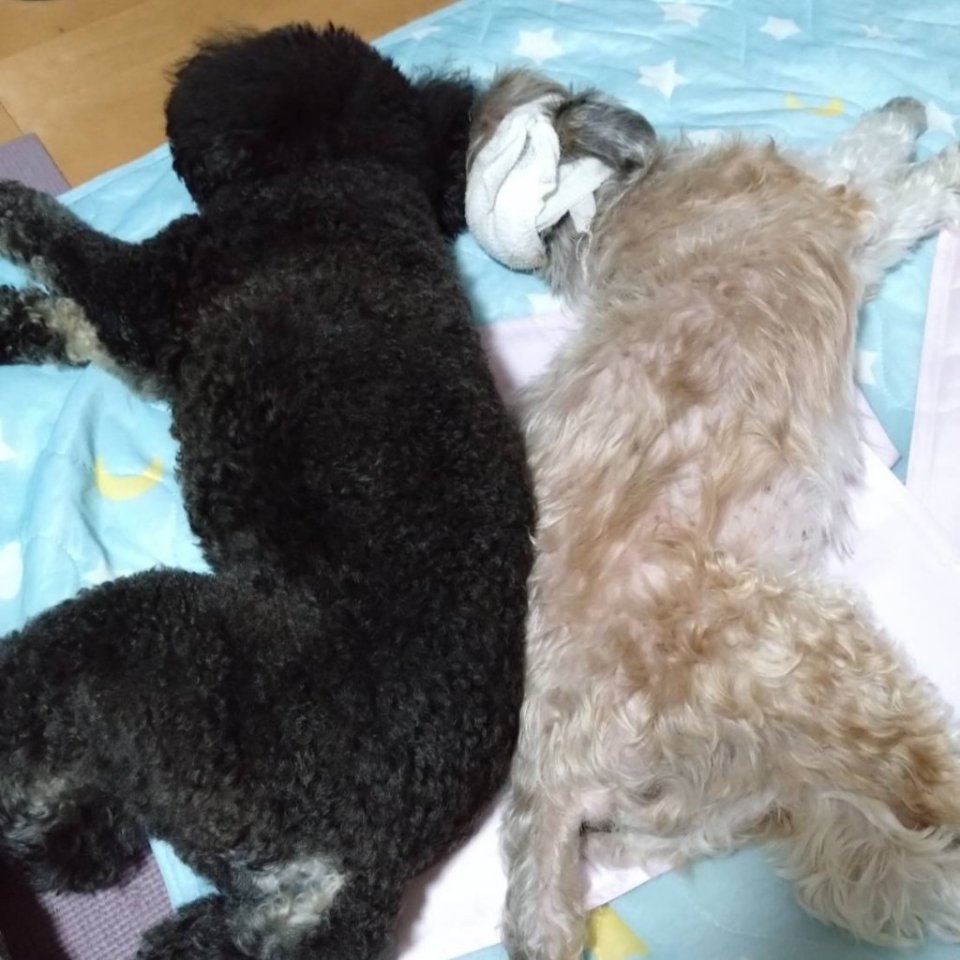 https://www.gurutto-fukushima.com/db_img/cl_img/468/news/images/app_4Zx3GS_202308232051.jpg
