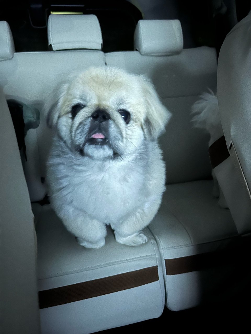 犬の美容室Poo(プー)