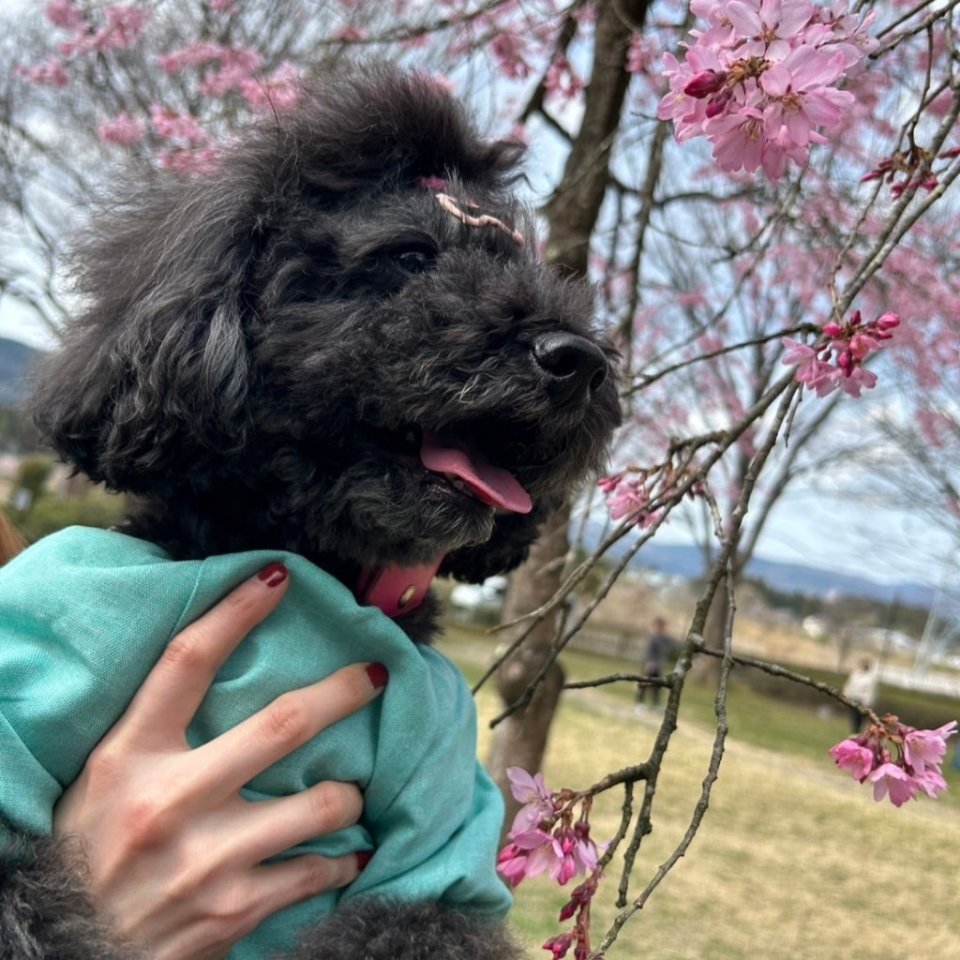 https://www.gurutto-fukushima.com/db_img/cl_img/468/news/images/app_BkKiyD_202404122039.jpg