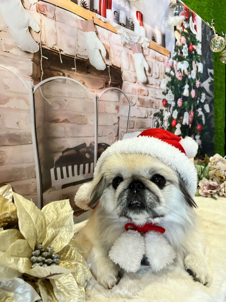 福島市の可愛いペット大集合! | I♥PETs(アイラブペット)