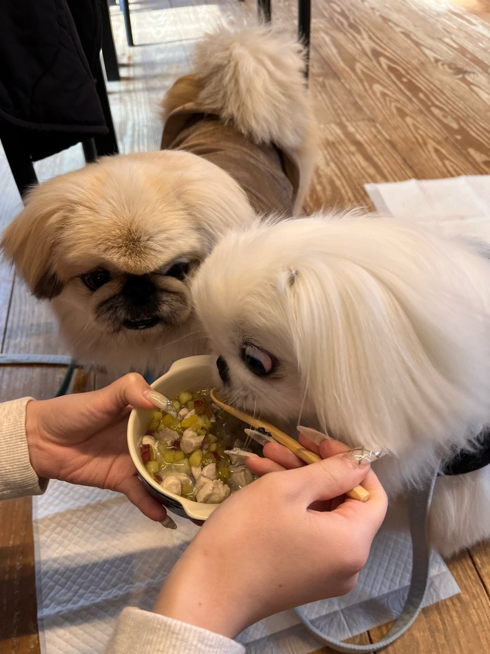 福島市の可愛いペット大集合! | I♥PETs(アイラブペット)