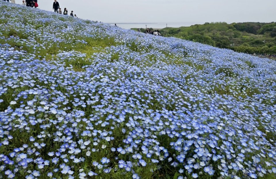 https://www.gurutto-fukushima.com/db_img/cl_img/468/news/images/app_HBWOcP_202505032308.jpg