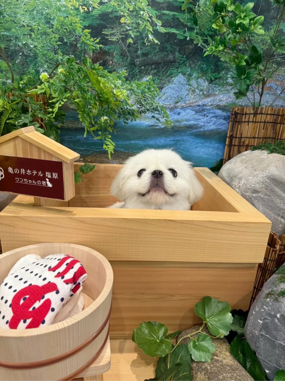 福島市の可愛いペット大集合! | I♥PETs(アイラブペット)