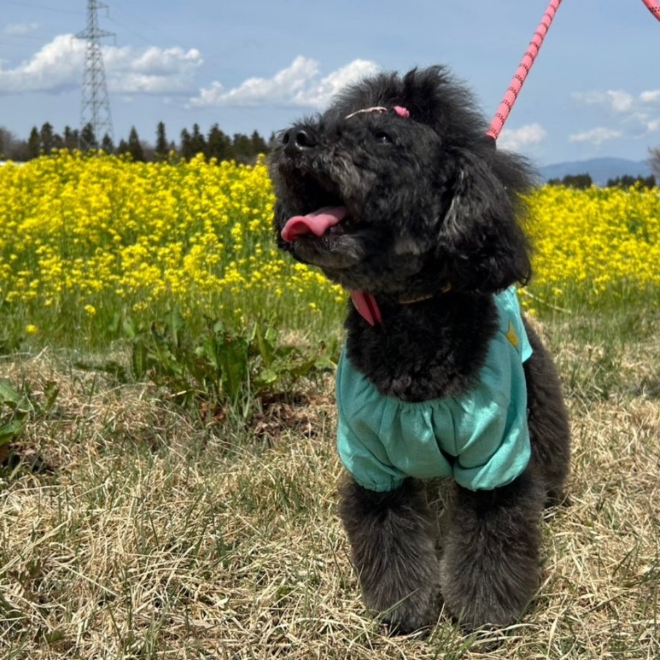 https://www.gurutto-fukushima.com/db_img/cl_img/468/news/images/app_X7dB4Z_202404122039.jpg