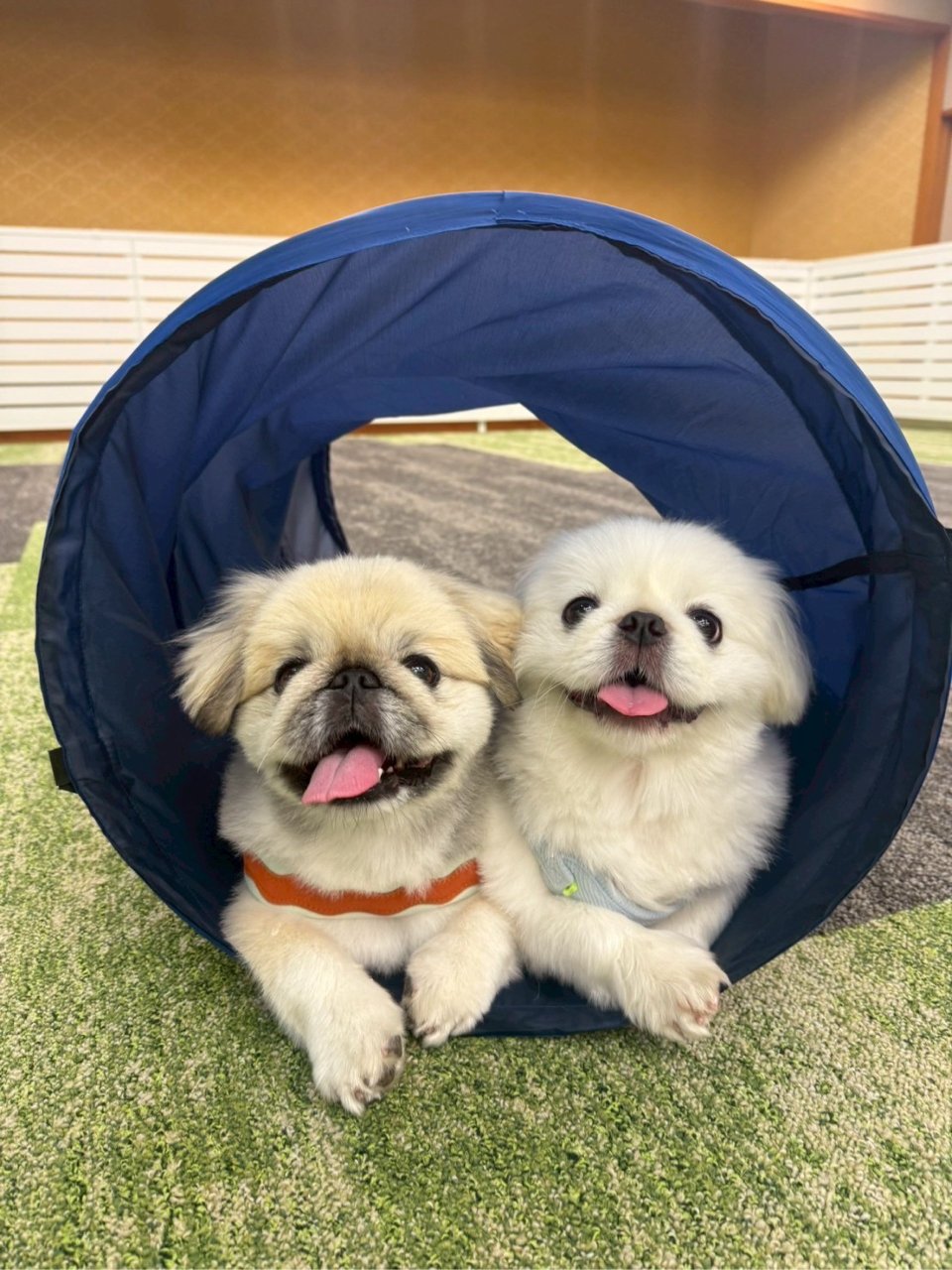 福島市の可愛いペット大集合! | I♥PETs(アイラブペット)