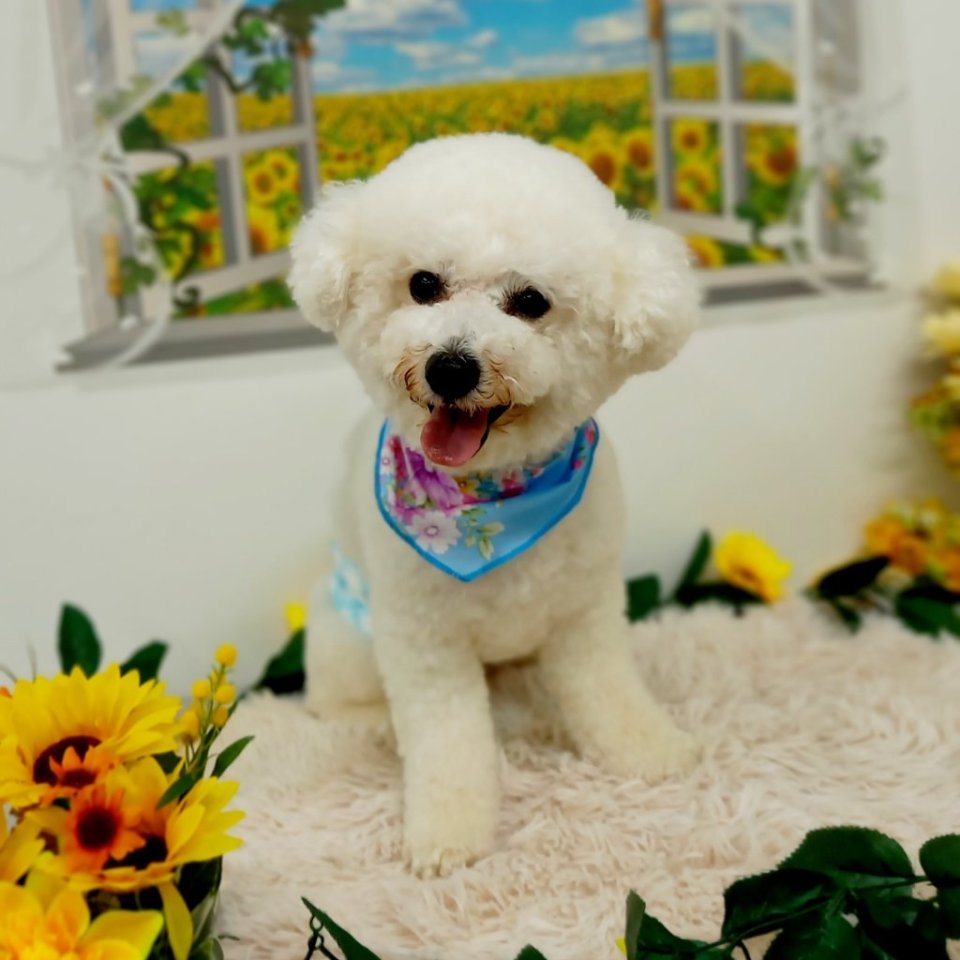https://www.gurutto-fukushima.com/db_img/cl_img/468/news/images/app_b4VUVS_202406302117.jpg