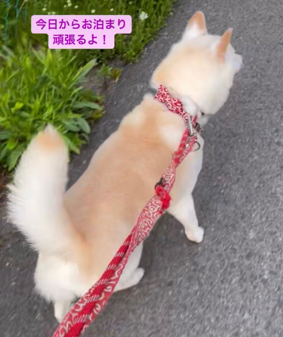 犬の美容室Poo(プー)