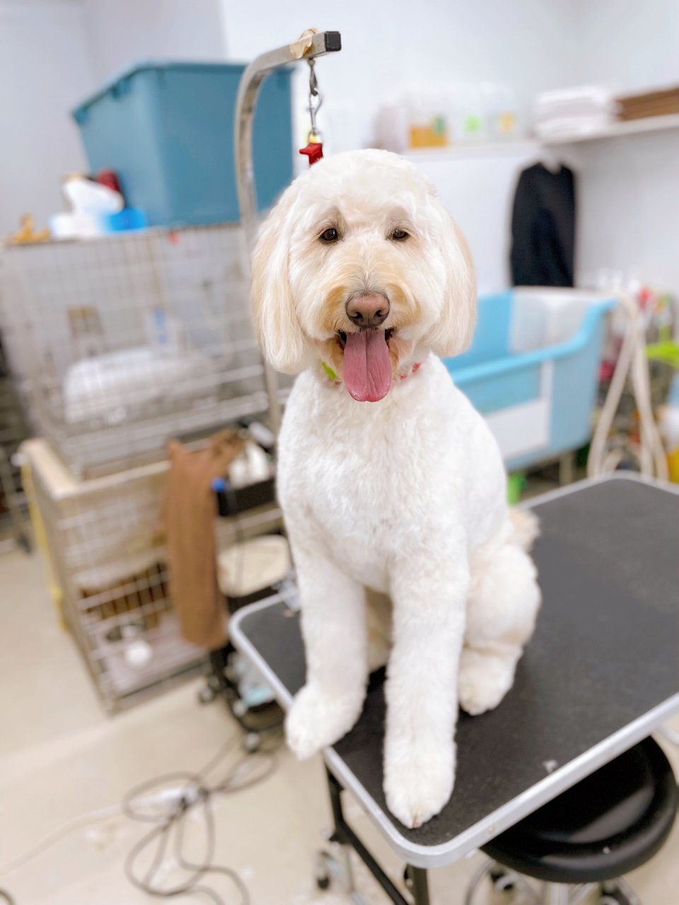 犬の美容室Poo(プー)