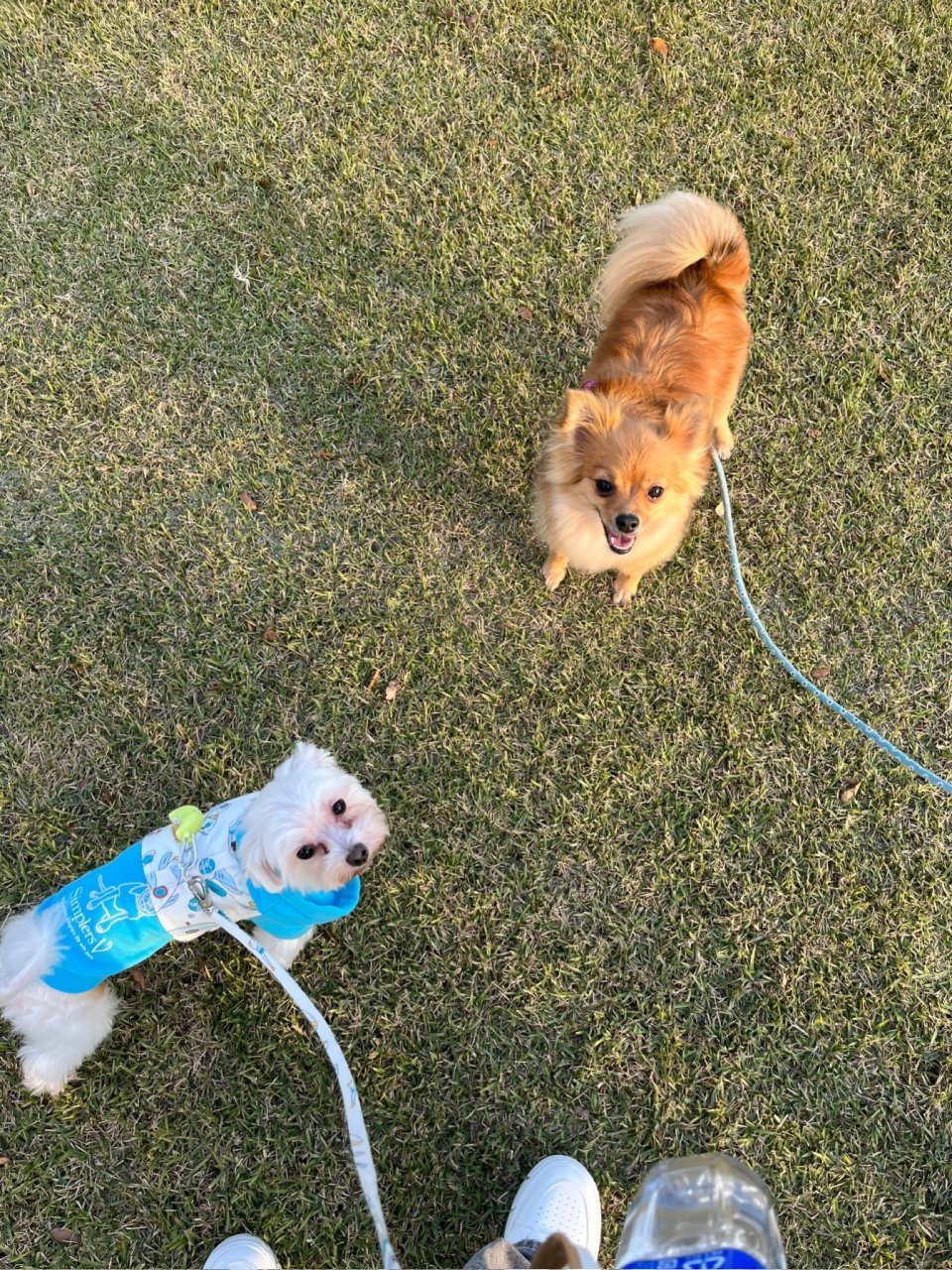 福島市の可愛いペット大集合! | I♥PETs(アイラブペット)