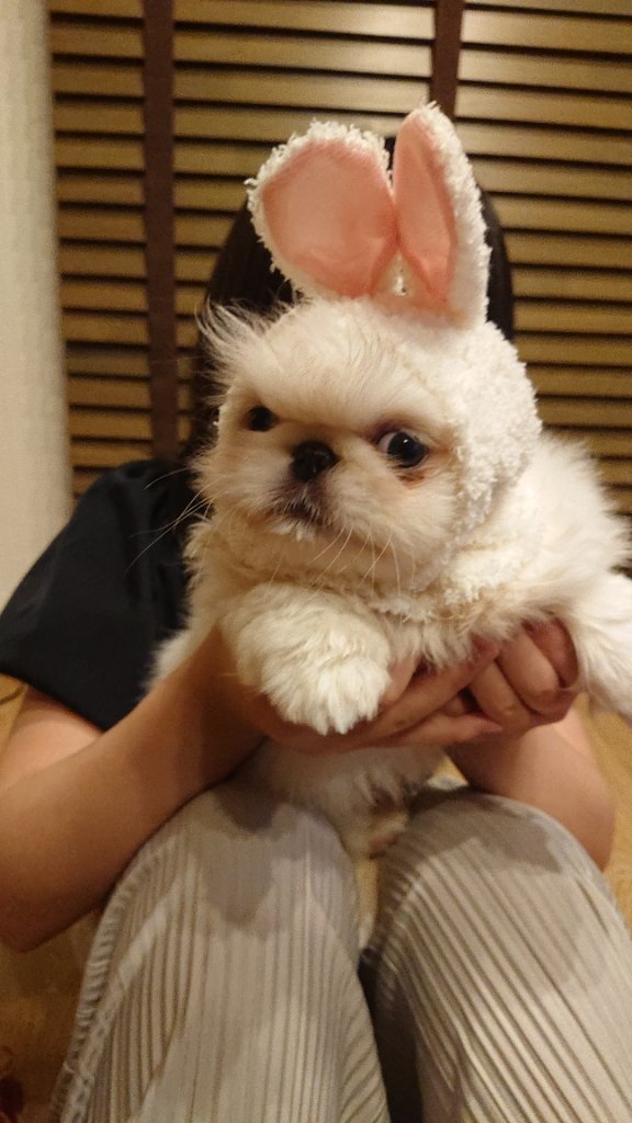 https://www.gurutto-fukushima.com/db_img/cl_img/468/news/images/app_hWrDk3_202306030701.jpg