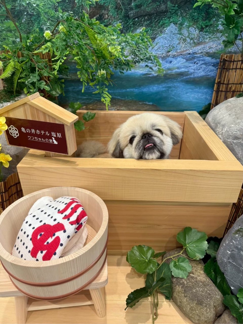 福島市の可愛いペット大集合! | I♥PETs(アイラブペット)