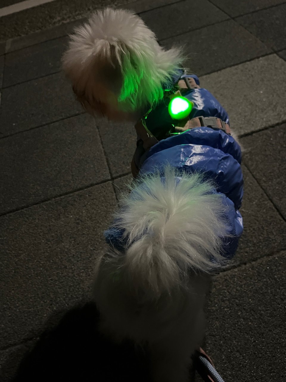 福島市の可愛いペット大集合! | I♥PETs(アイラブペット)