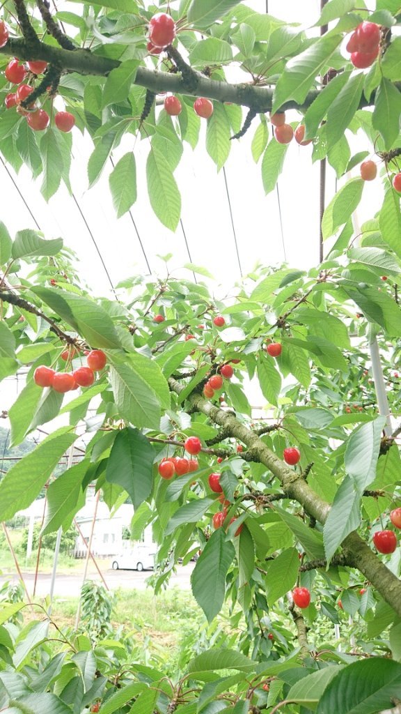 https://www.gurutto-fukushima.com/db_img/cl_img/468/news/images/app_mBk6is_202306152203.jpg