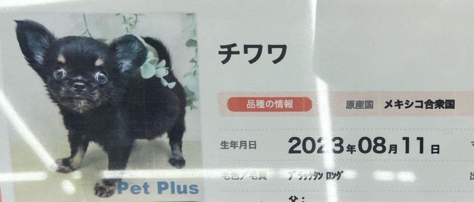 福島市の可愛いペット大集合! | I♥PETs(アイラブペット)